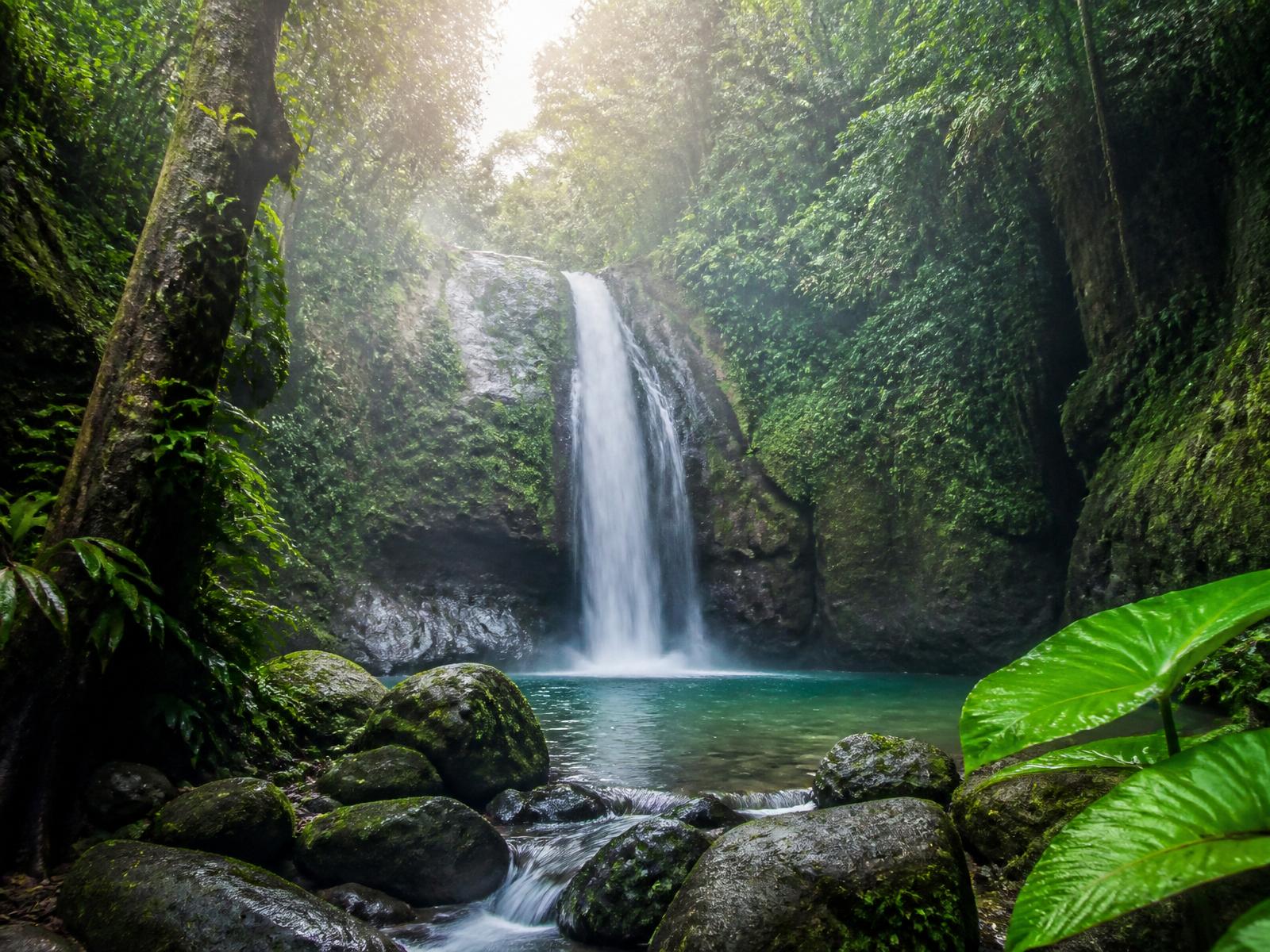 Serene rainforest waterfall pouring into a clear turquoise pool